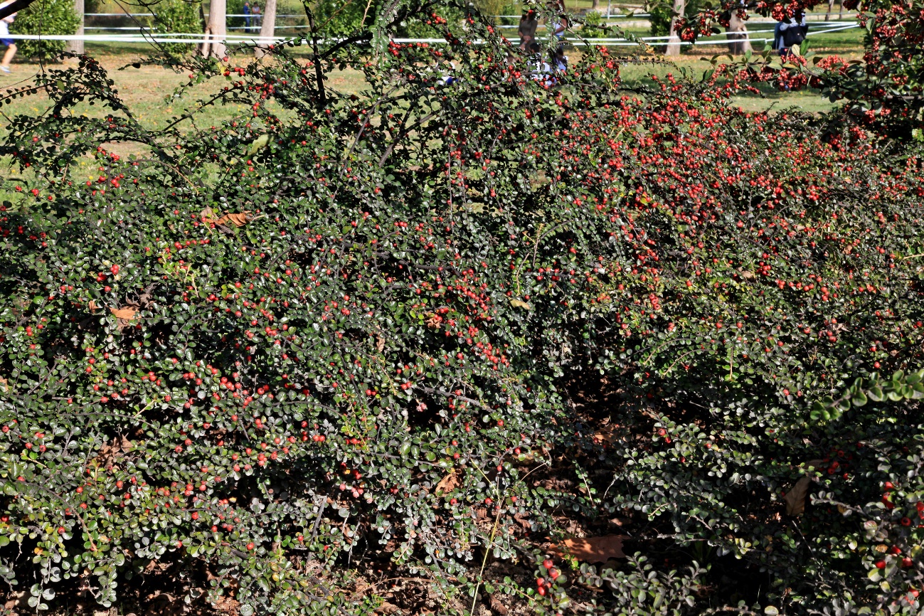 cotoneaster lacteus decne - cotoneaster horizontalis medik - parque da devesa - flora - botânica