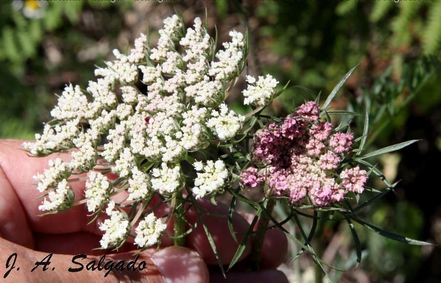 daucus carota - josé alberto salgado - planta - cenoura brava - daucus carota - botãnica - flora 
