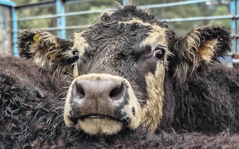 Especismo | Debates pela Libertação Animal no Multiusos da Junta de Freguesia de S. Vicente