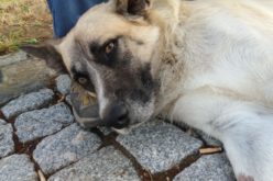 Canis lupus familiaris | Cão comunitário: Solução ou problema?
