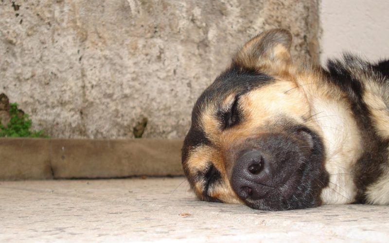 Animais Domésticos | Satisfeito com resultados obtidos na cidade, Braga para Todos promove debates sobre nova lei