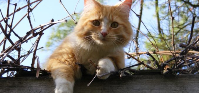 Felis catus | Município e Sociedade Protetora dos Animais articulam política animal com as Juntas de Freguesia