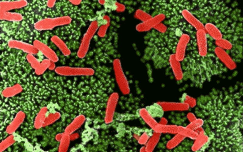Infeções | Nova geração de polímeros elimina bactérias em ambiente hospitalar
