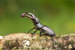Crowdfunding | Vaca-loura, um escaravelho símbolo nacional