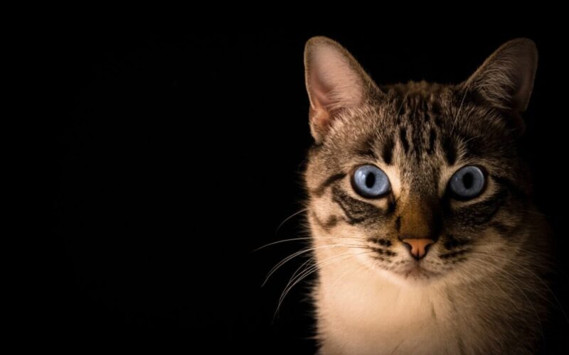 Abandoned Pets esteriliza 80 gatos em 4 meses de CED  em Braga