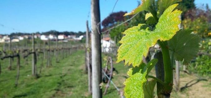 ‘Encontros Vínicos do Vinho Verde’ acontecem em Viana do Castelo