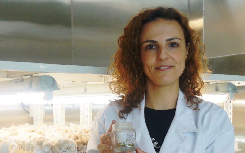 Identificado processo-chave na clonagem de plantas