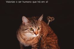 Animalia | Famalicão lança campanha contra abandono