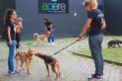 Animalia | Abandoned Pets vai treinar e acompanhar cães no CROB da AGERE