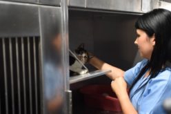 CED permite esterilizar mais de 300 gatos em Braga