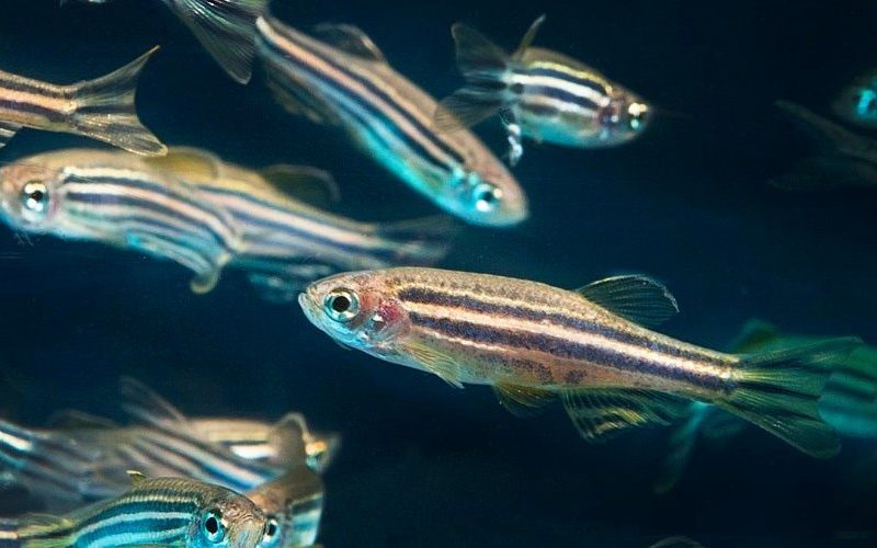 Inteligência Artificial ajuda a prever comportamento dos indivíduos dentro de um grupo