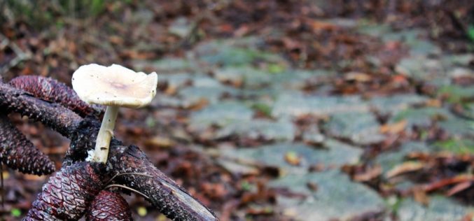 Micologia | Esposende dá a conhecer “O enigmático Mundo dos Cogumelos”
