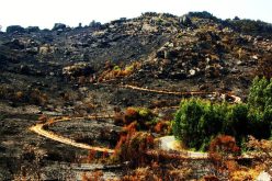 Bloco deseja que Governo mantenha financiamento contra incêndios no Parque do Gerês