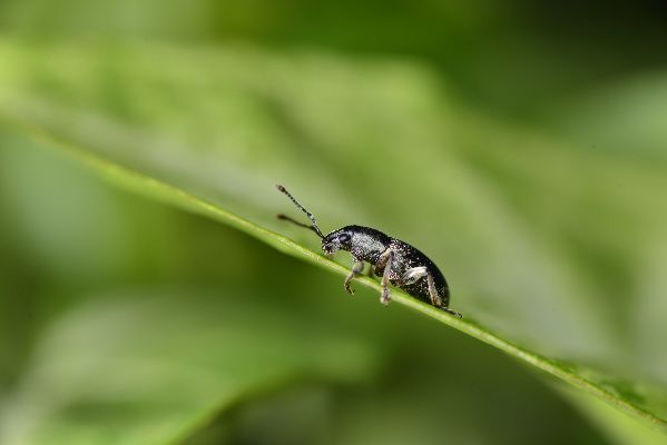 insetos - ciência - estudo - inseto - escaravelho - declínio - extinção - biodiversidade - diversidade - vida - ce3c - paulo borges - estudo