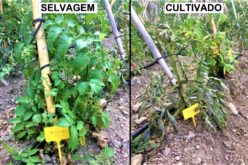 Horticultura | Tomate selvagem defende-se melhor das pragas do que variedades cultivadas