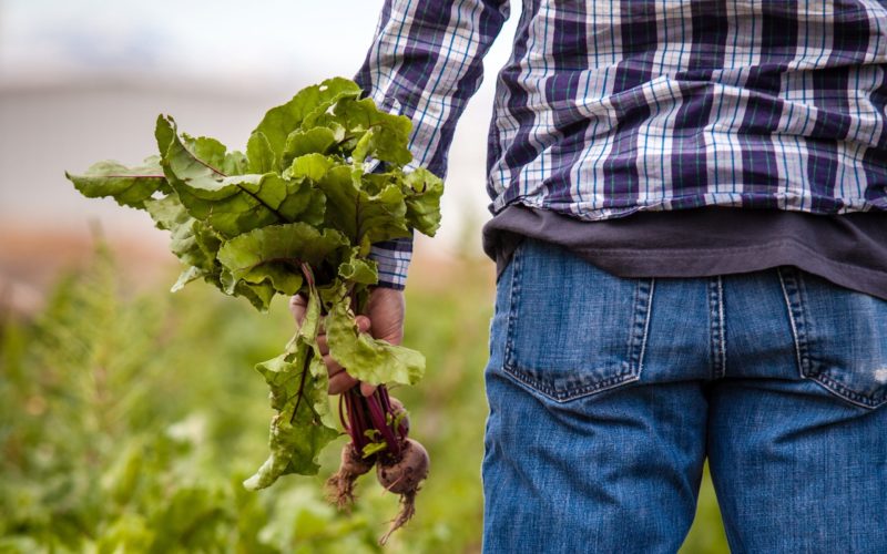 Coronavírus | PAN pede ao Governo mais apoios para a produção agrícola