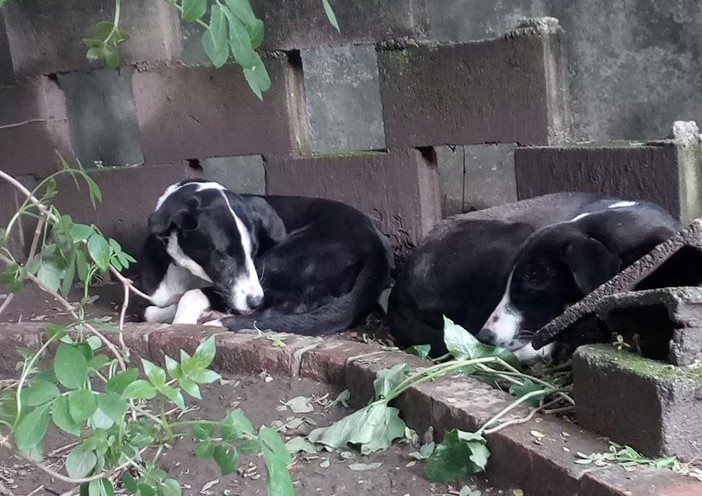 hannah - hope - cães - animais abandonados - despesas médicas - crowdfunding - liliana barros - braga - abandono de animais
