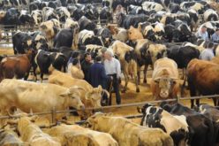 Coronavírus | Póvoa de Varzim suspende mercado de gado em Rates