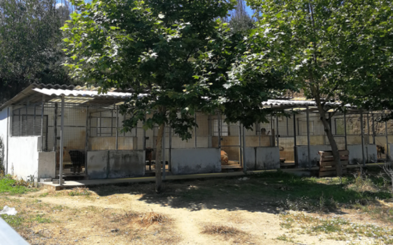 Animalia | PAN Braga condena falta de políticas de bem-estar animal em Celorico de Basto