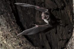 Morcegos fazem quarentena quando estão doentes