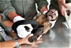 fauna - espécies - crime - guarda nacional republicana - autoridade tributária - natureza - tráfico - animais sevagens