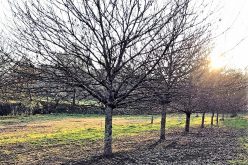 Silvicultura | Braga combate praga da‘Vespa das galhas do castanheiro’