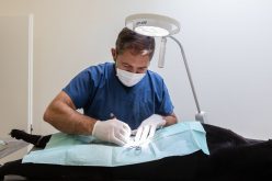 Canil de Santo Tirso investe na esterilização de animais de companhia