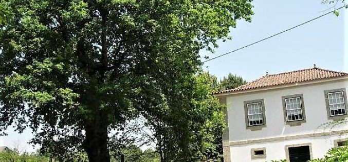 Vila Verde só tem registada uma árvore de interesse público