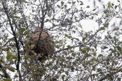 Apicultura | Braga intensifica combate à vespa velutina