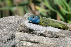 Lagarto-de-água, um réptil endémico de aspeto robusto e curioso