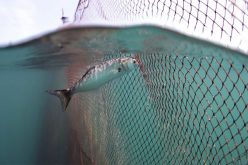 ‘Seaspiracy’ exibe a pesca como o principal problema dos oceanos
