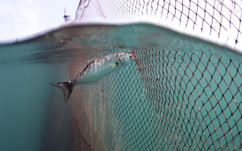 ‘Seaspiracy’ exibe pesca como principal problema dos oceanos