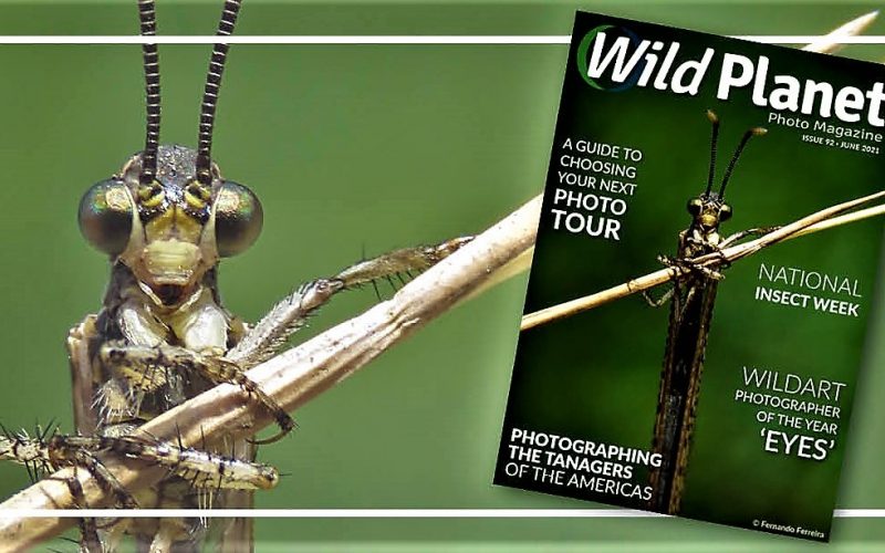Formiga-leão de Fernando Ferreira merece honras de capa na Wild Planet