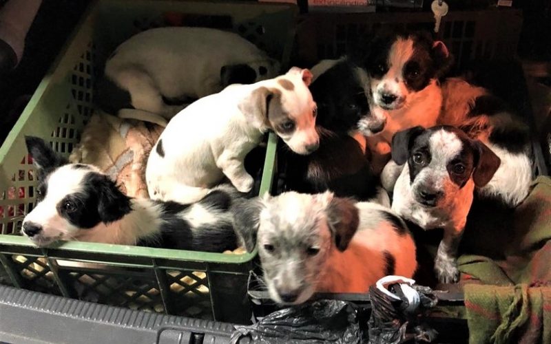 GNR lembra Dia Internacional do Animal Abandonado