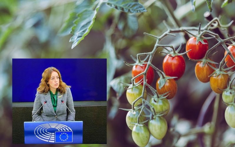 Parlamento Europeu vota e aprova nova Política Agrícola Comum