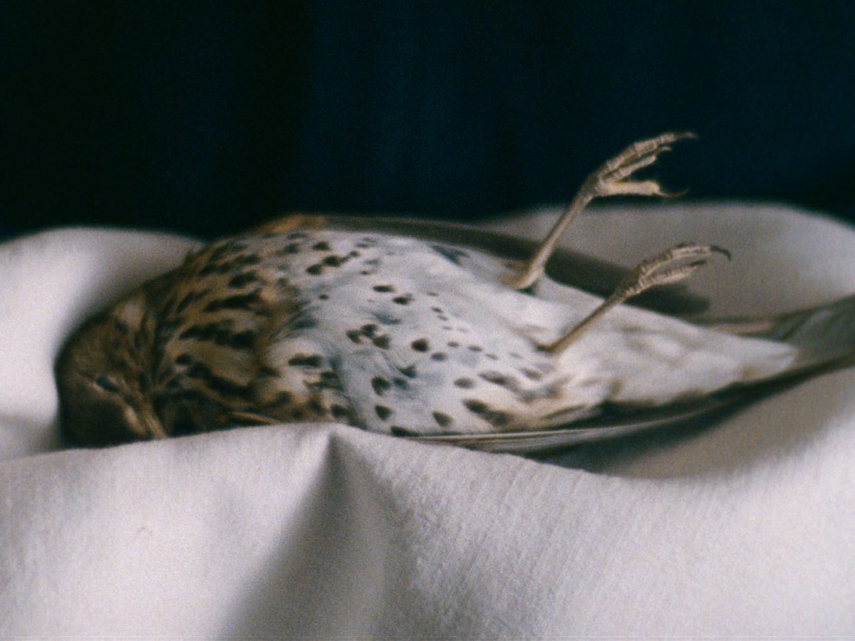 a metamorfose dos pássaros - catarina vasconcelos - filme - cinema - lucky star - cineclube - braga - memória - família - segredo - vida - morte 