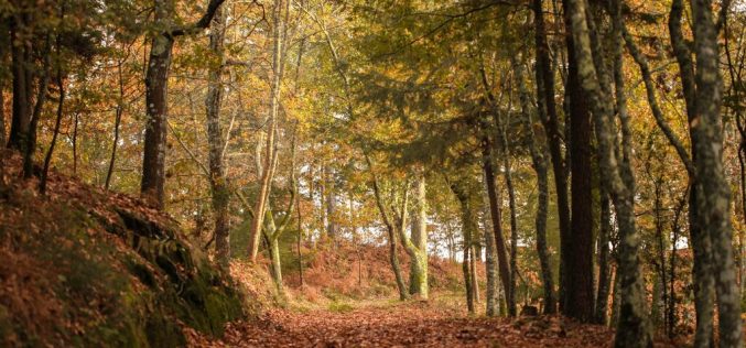 Primeiro trilho florestal inclusivo do país está a nascer em Lousada