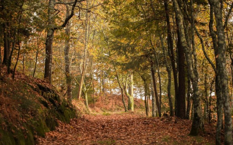 Primeiro trilho florestal inclusivo do país está a nascer em Lousada